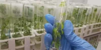Serviço de Propagação de Plantas