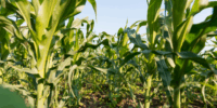 Biofertilizante para soja e milho